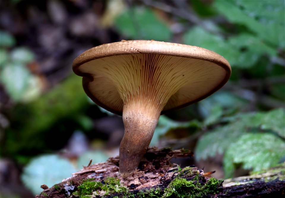 Paxillus involutus. photo