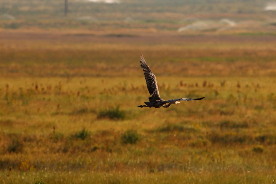 Great Blue Heron on the National Elk Refuge
