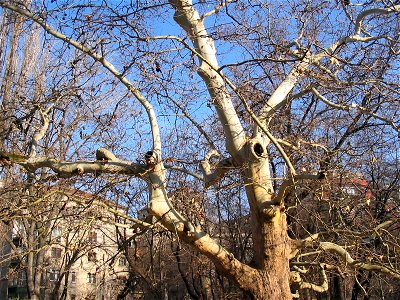 Cismigiu2004_1112(032)
