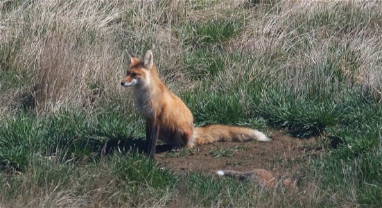 Watchful Parent