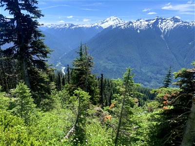 Green Mountain Trail, Mt. Baker-Snoqualmie National Forest. Photo By Sydney Corral June 28, 2021