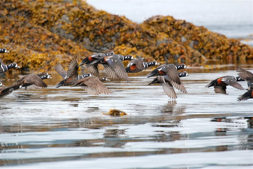Harlequin Ducks in flight