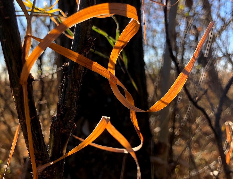 2022/365/287 Flowing Grass photo