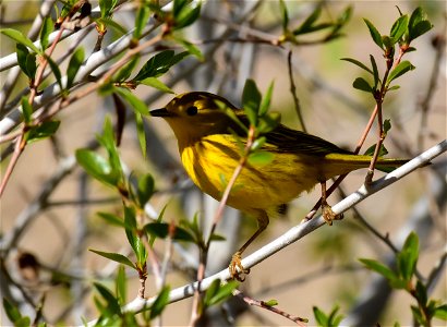Yellow warbler on Seedskadee National Wildlife Refuge