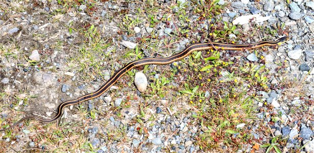 SNAKE, VALLEY GARTER (Thamnophis sirtalis fitchi) (04-25-2022) south towala dunes area, del norte co, ca -03
