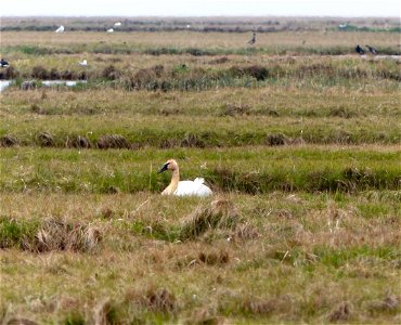 Tundra swan