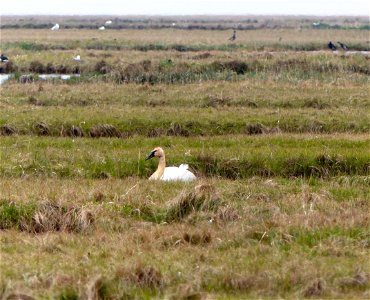 Tundra swan photo