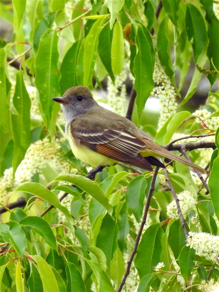 Great Crested Flycatcher