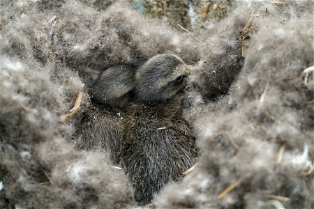 Eider Ducklings in a Nest