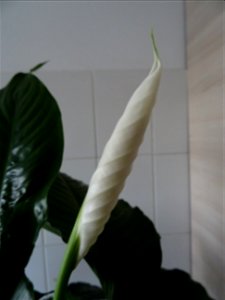 2019-02-26_testing Sony HX60 inside Calea Vitan_10