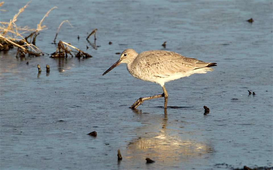 Willet Huron Wetland Management District South Dakota