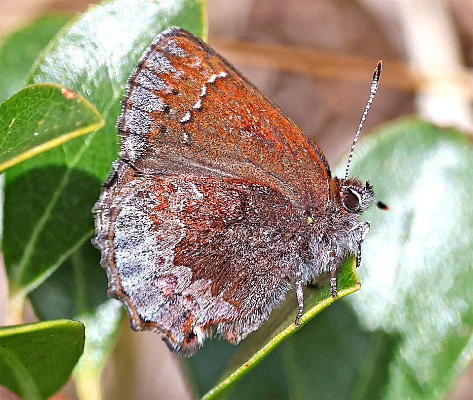 ELFIN, HOARY (Callophrys polios) (04-22-2023) south tolowa dunes state park, del norte co, ca -03