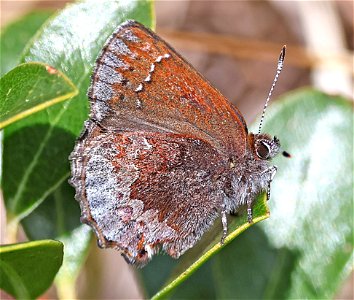 ELFIN, HOARY (Callophrys polios) (04-22-2023) south tolowa dunes state park, del norte co, ca -03