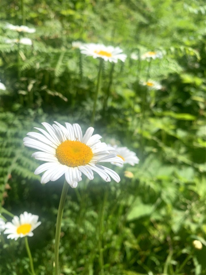 Flowers at Big 4, Mt. Baker-Snoqualmie National Forest. Photo by Sydney Corral June 29, 2021