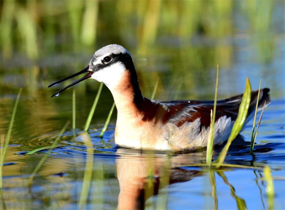 Wilson's phalarope at Seedskadee National Wildlife Refuge