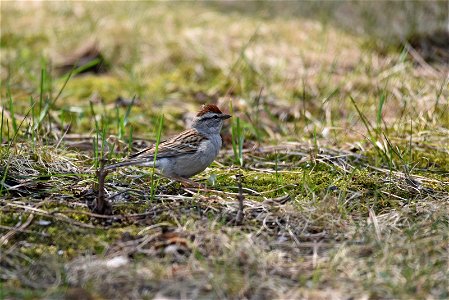 Chipping sparrow photo