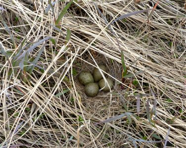 Black Turnstone nest photo