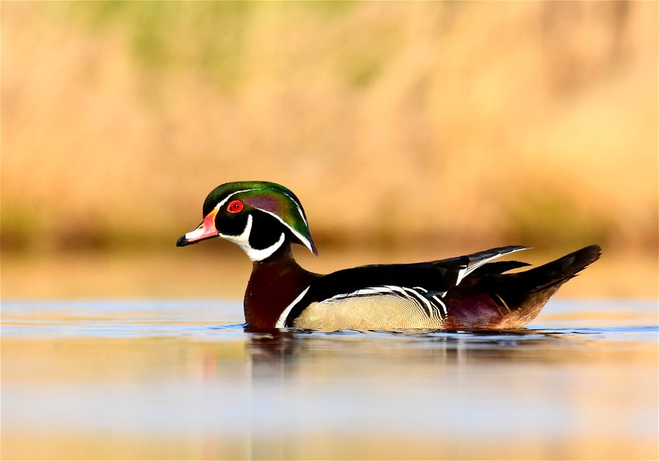 Wood duck at Seedskadee National Wildlife Refuge