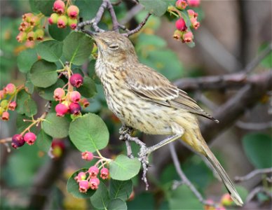 Sage thrasher at Seedskadee National Wildlife Refuge