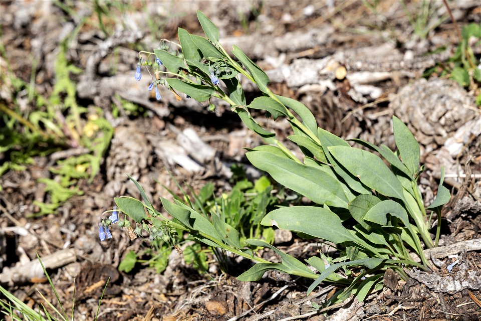 Mertensia arizonica var. leonardii