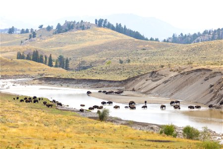 Bison crossing Lamar River near the confluence with Slough Creek photo