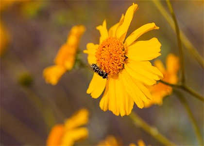 Pollinator photo