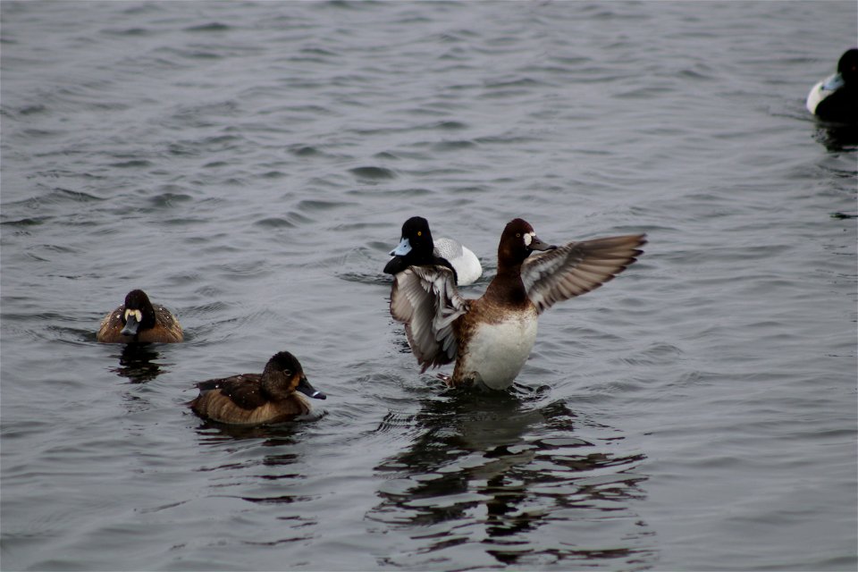Ring-necked and Lesser Scaup Lake Andes National Wildlife Refuge South Dakota