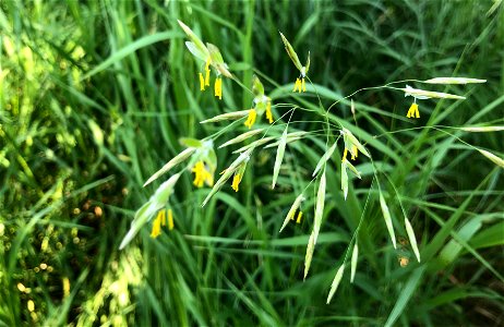 2022/365/182 Yes, Grass Can Flower photo