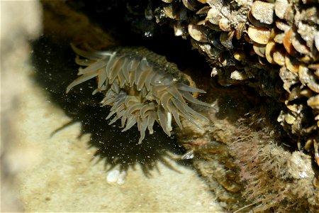 sea anemone-P1910721 photo