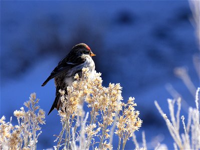 Common redpoll at Seedskadee National Wildlife Refuge