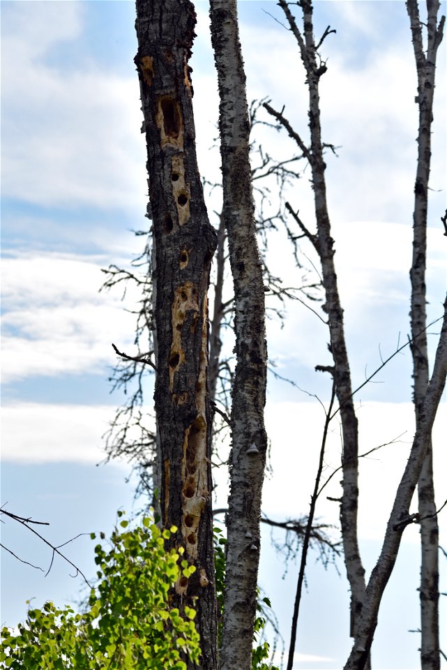 Snag with woodpecker holes
