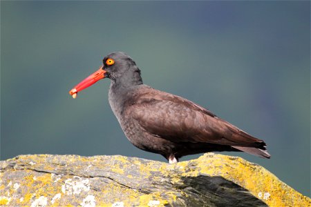 Black Oystercatcher
