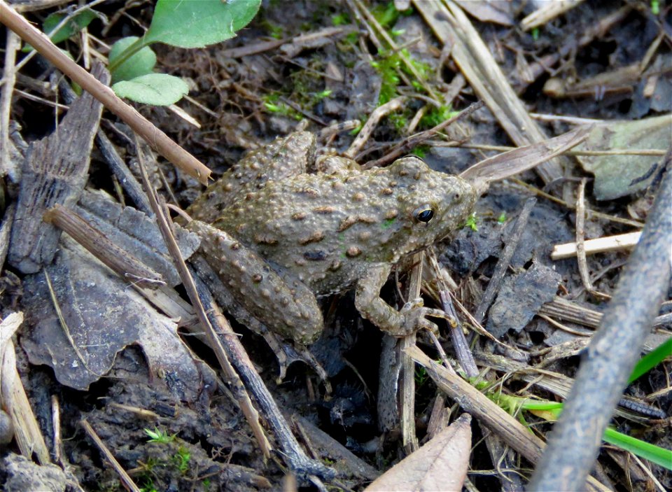 Cricket frog blending in with its surroundings