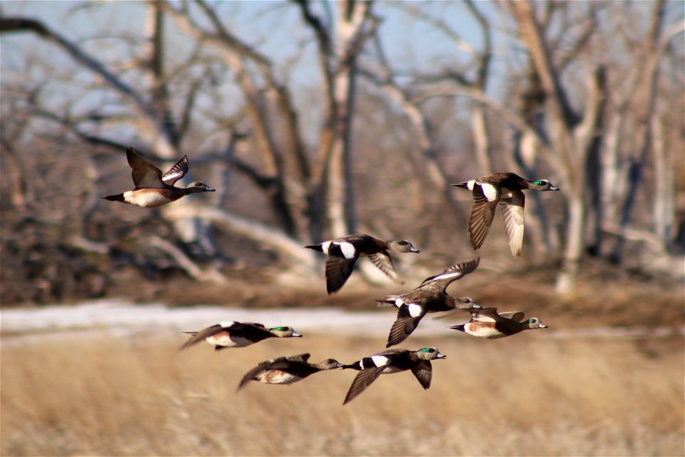 American Wigeon Lake Andes National Wildlife Refuge South Dakota