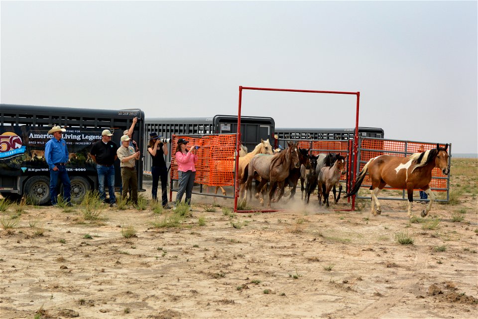 2021 Onaqui Herd Management Area