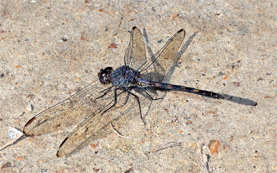 SETWING, BLACK (Dythemis nigrescens) (12-22-2022) salineno, starr co, tx -01