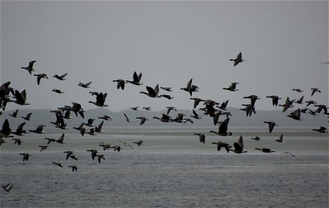 Brant at Izembek Lagoon