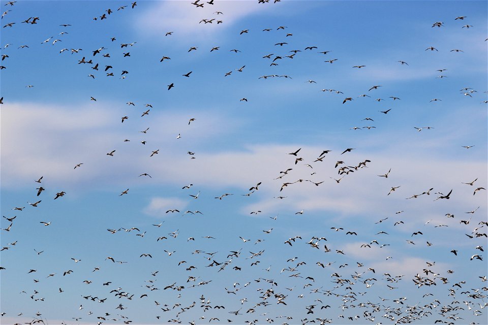 Snow Geese Clouds Lake Andes Wetland Management District South Dakota