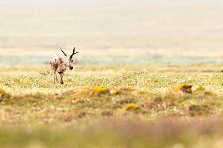 A lone caribou crosses the tundra. photo