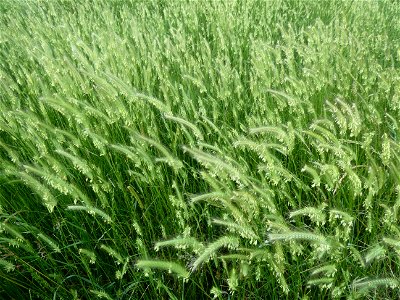 Hordeum secalinum Schreb., 1771