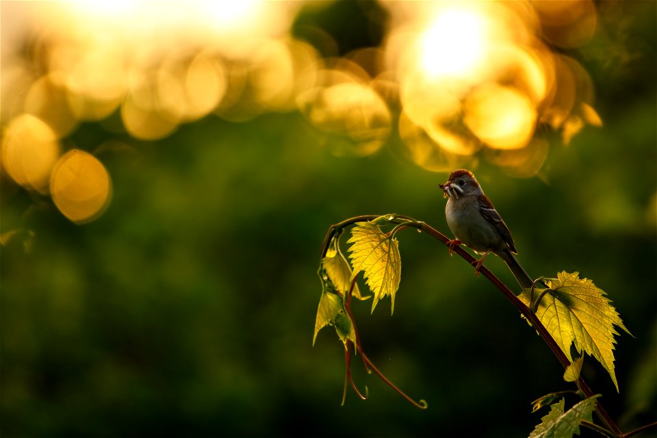 Field sparrow photo