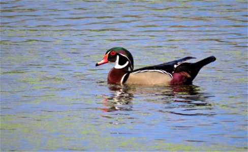 Wood Duck photo