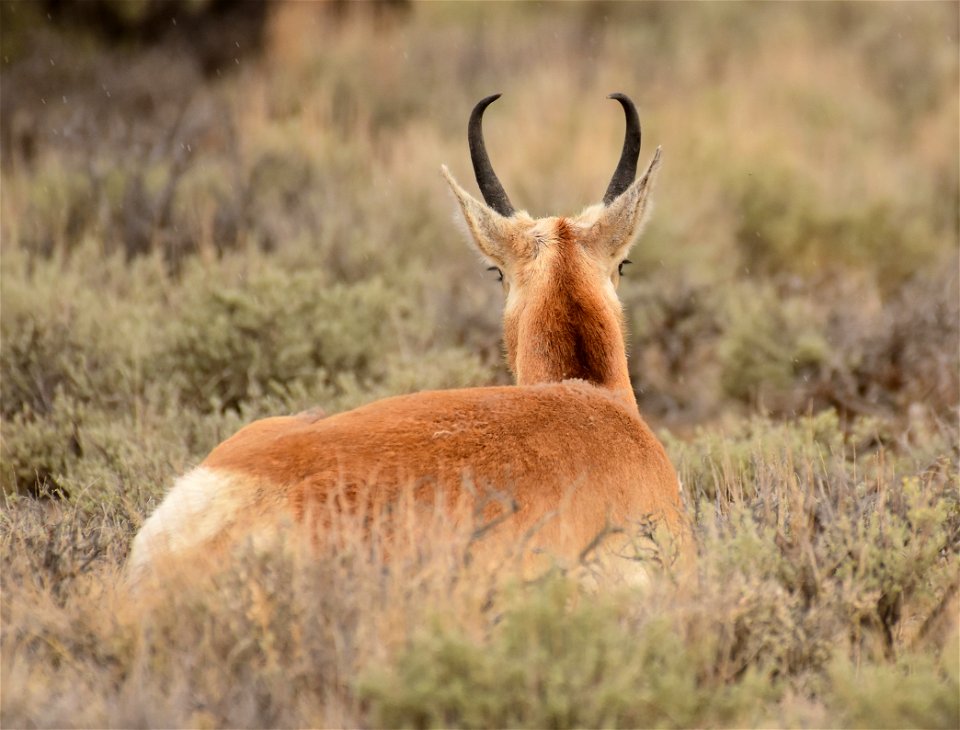 Pronghorn at Seedskadee National Wildlife Refuge