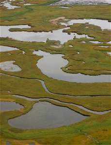 Izembek wetlands photo