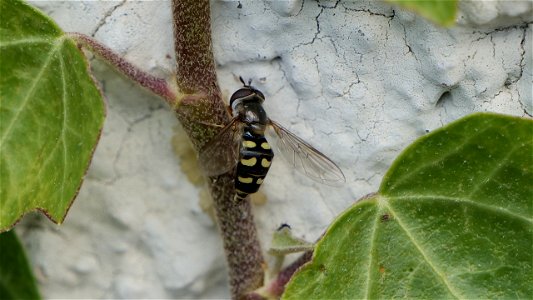 Eupeodes luniger (Mondfleck-Feldschwebfliege) 2