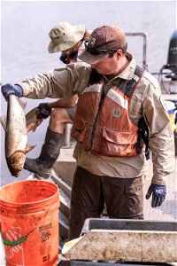 Invasive Carp Research on the James River in South Dakota. Photo: Sam Stukel (USFWS)