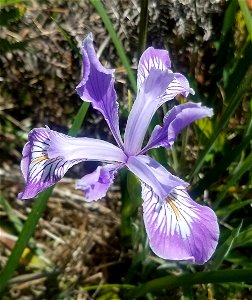OREGON IRIS (Iris tenax) (5-31-2021) lake earl coastal lagoon trail, del norte co, ca -05