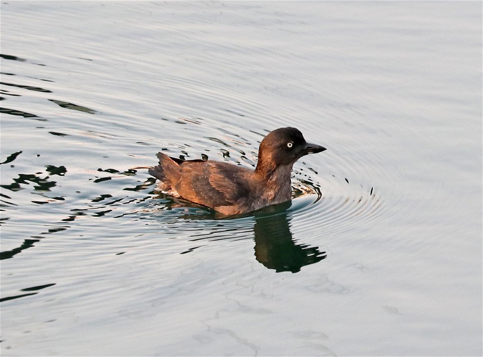 413 - CASSIN'S AUKLET (8-29-2021) crescent city, del norte co, ca -01