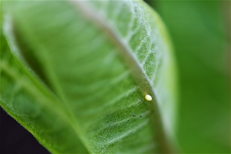 A monarch egg on common milkweed photo