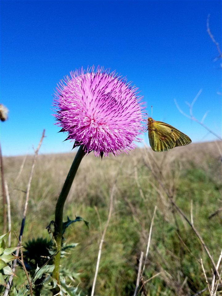 Musk Thistle and Sulphur Butterfly Karl E Mundt National Wildlife Refuge